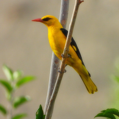 Golden Oriole